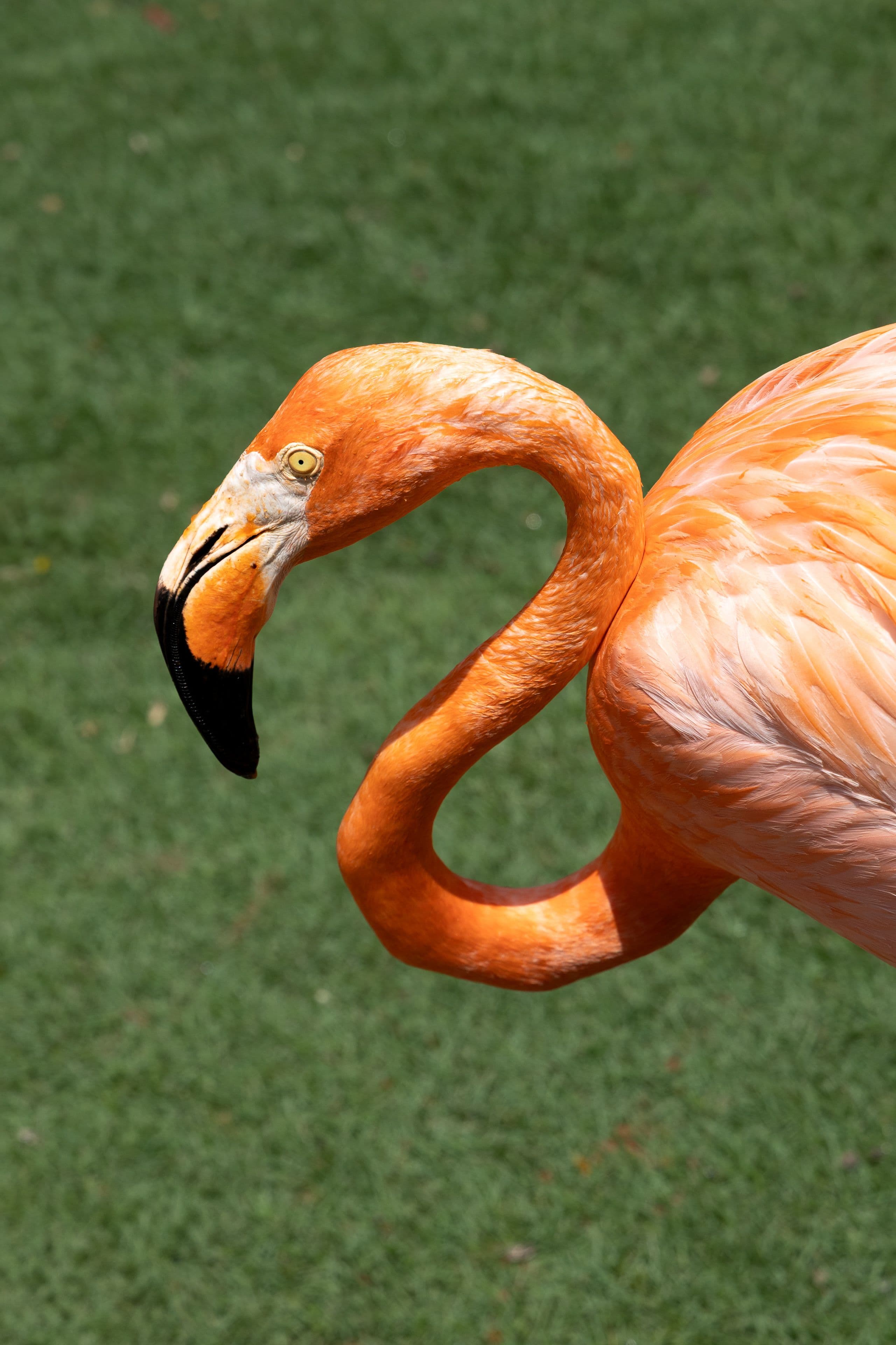 Flamingo, port nature park