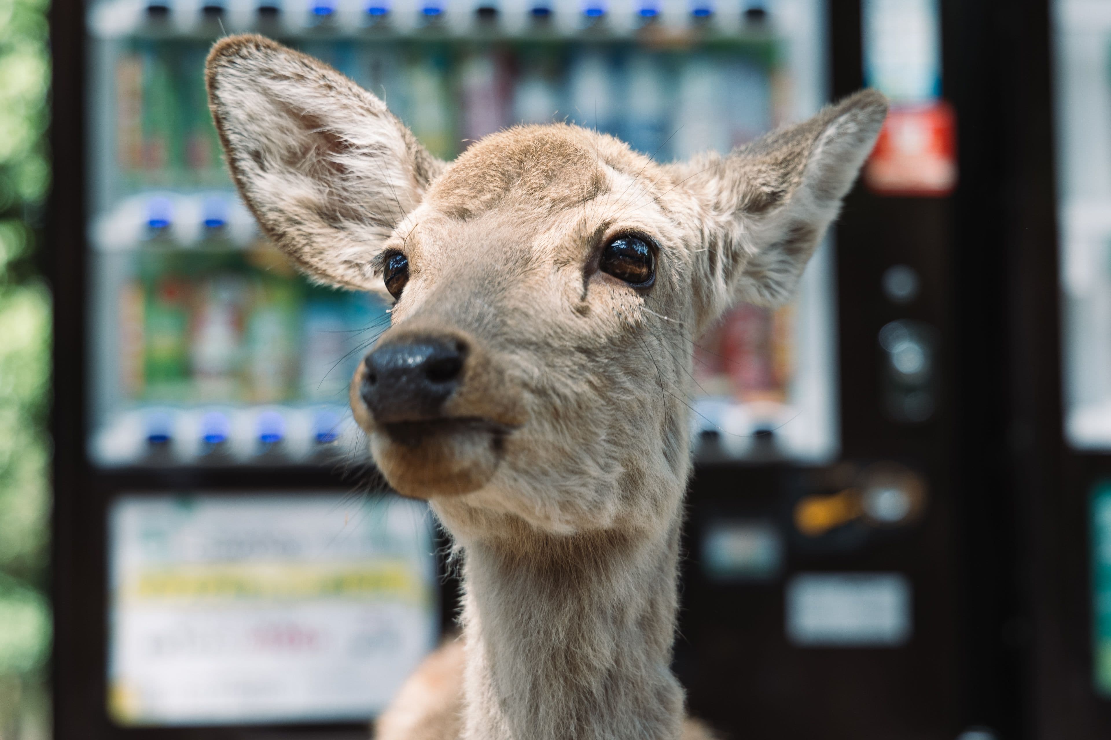 Deer me